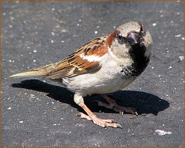 photo "Where the Sparrow had dinner?" tags: nature, wild animals