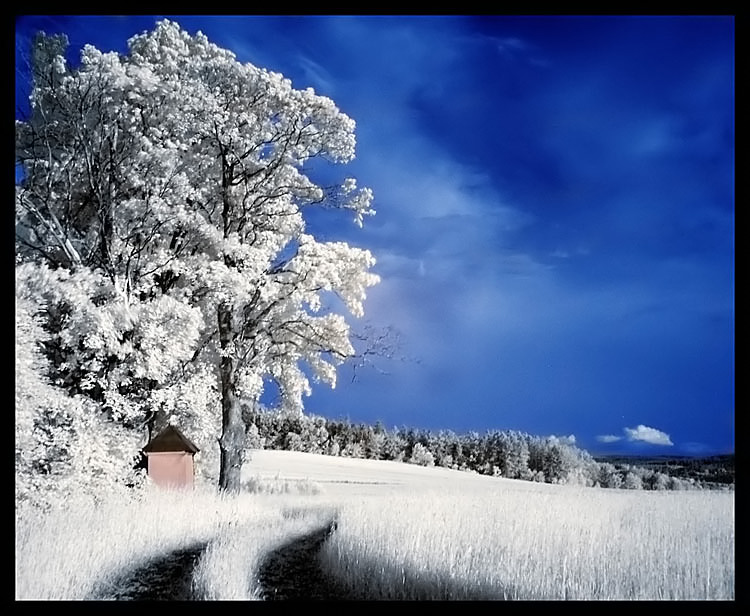 photo "walking" tags: landscape, forest