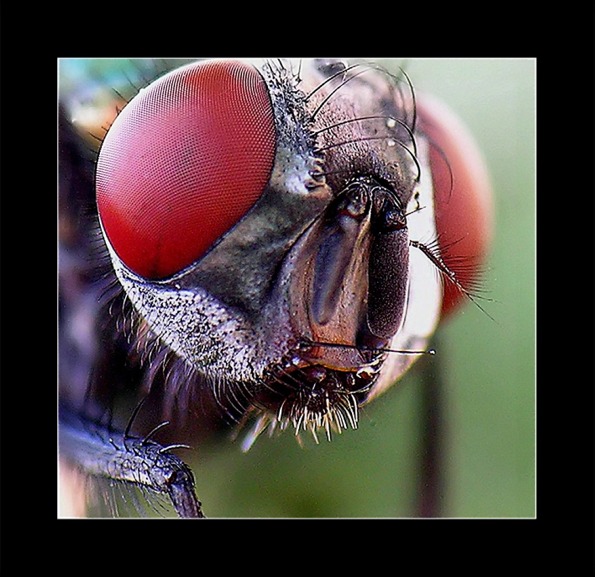 photo "FLY" tags: macro and close-up, 