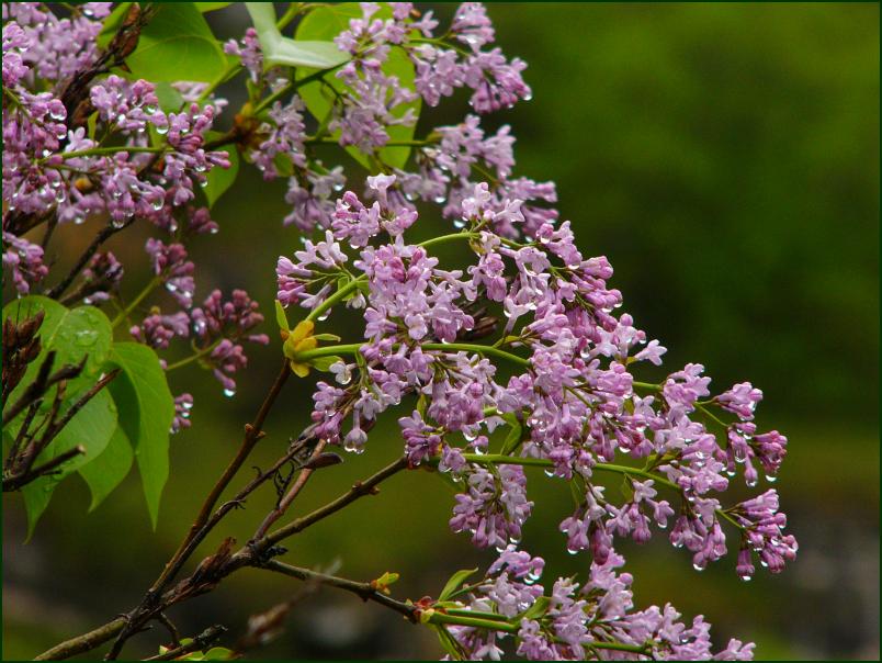 photo "Lilac in the rain" tags: nature, travel, Europe, flowers