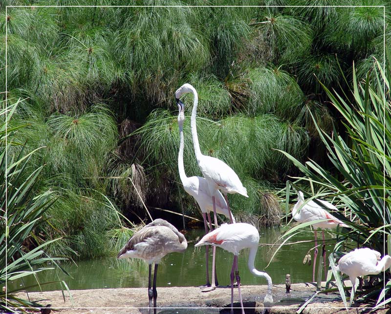 photo "Love Birds" tags: nature, wild animals