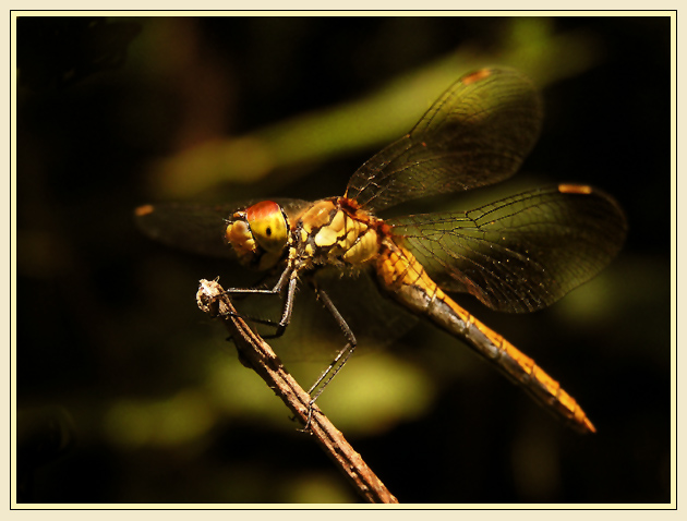 photo "Waiting point" tags: macro and close-up, nature, insect