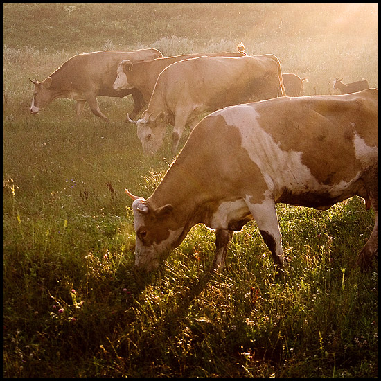 photo "morning light" tags: misc., nature, pets/farm animals