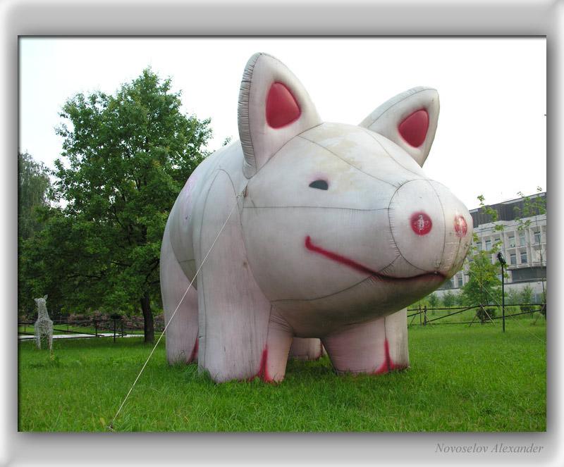 photo "Pig" tags: genre, 