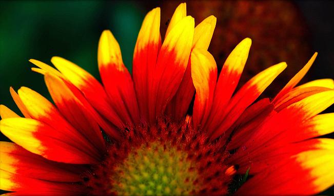 photo "Radiant" tags: nature, flowers