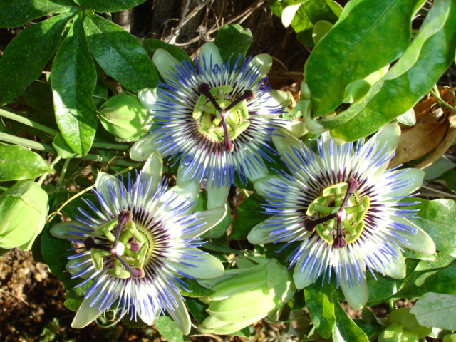 photo "passiflora" tags: nature, flowers