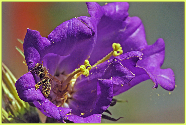 photo "Double flowering" tags: macro and close-up, 