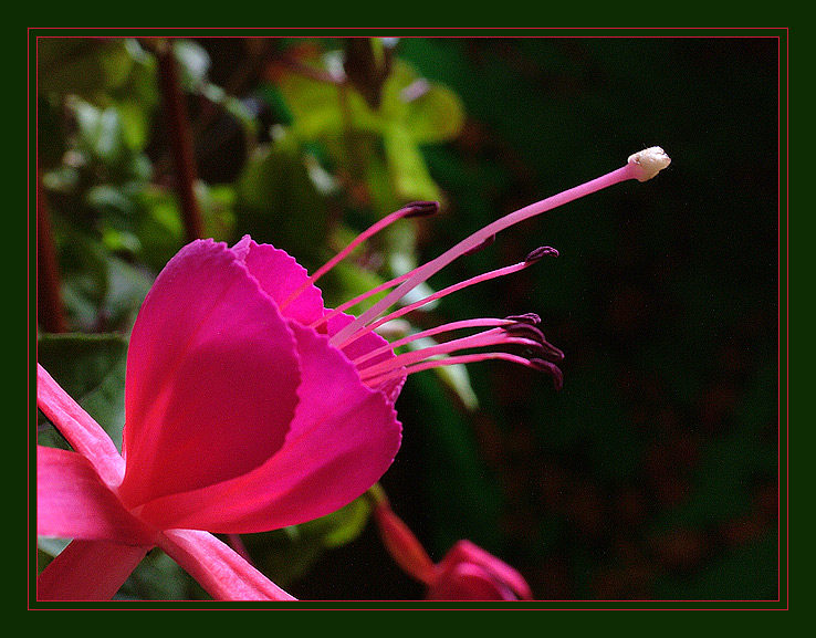 photo "Фуксия" tags: nature, flowers