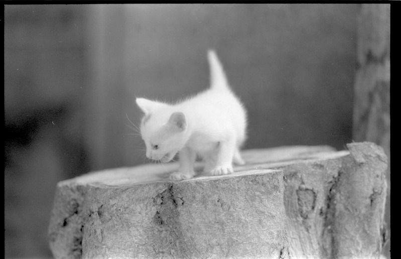 photo "my little cat" tags: nature, black&white, pets/farm animals