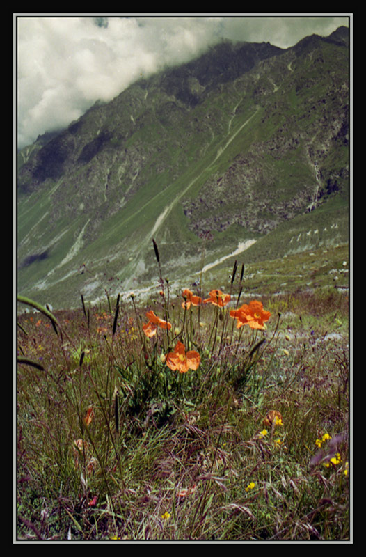 photo "Mountain poppies" tags: landscape, nature, flowers, mountains