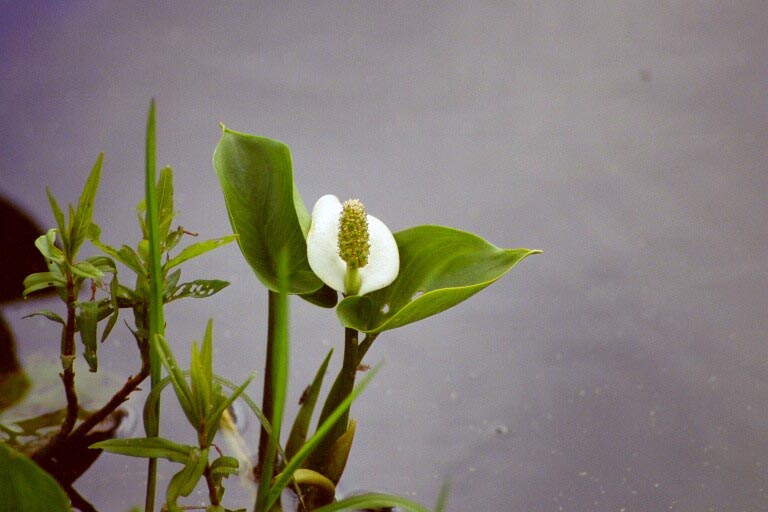 фото "Calla Palustris in water" метки: природа, цветы