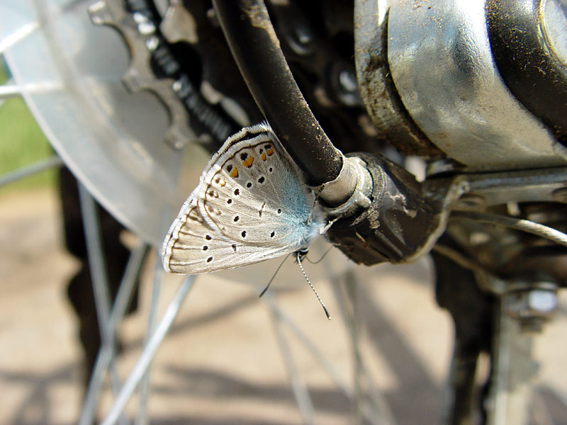 photo "Techno butterfly" tags: macro and close-up, nature, insect