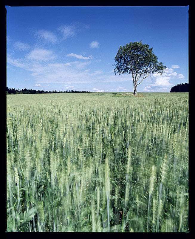 photo "View of summer" tags: landscape, spring