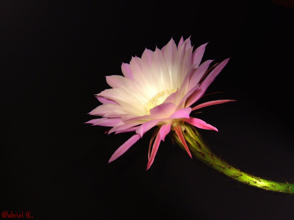 фото "Cactus" метки: природа, макро и крупный план, цветы