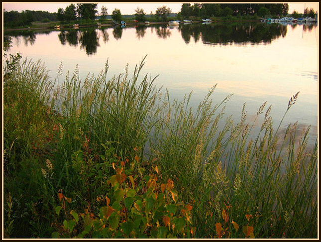 photo "White nights" tags: nature, landscape, flowers, night