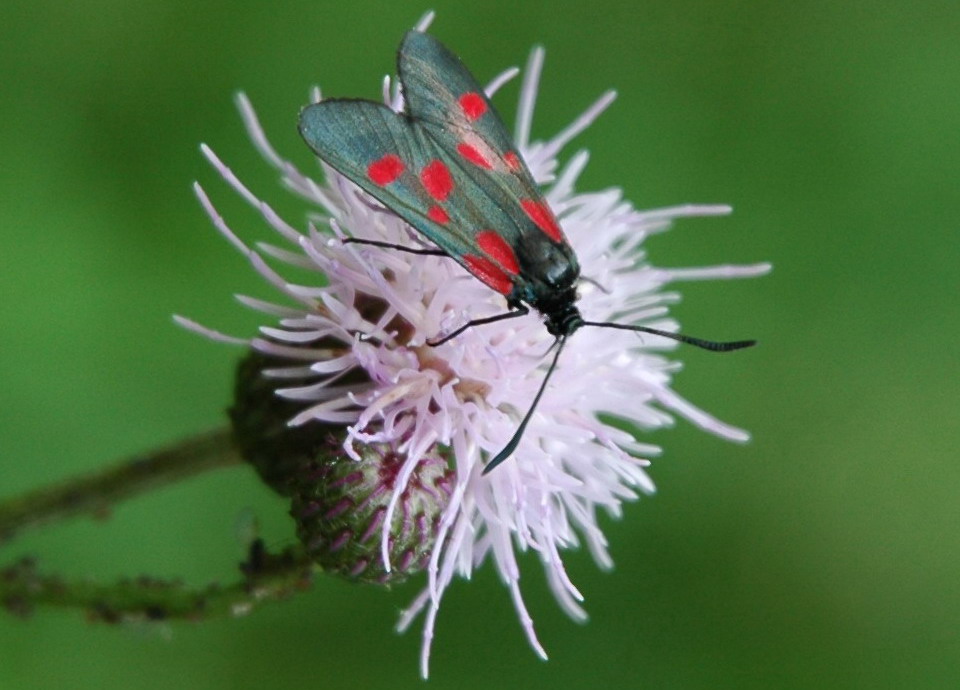 photo "summer 2005" tags: nature, insect