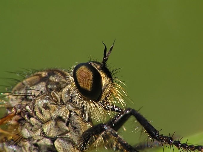 photo "Alien..." tags: macro and close-up, nature, insect