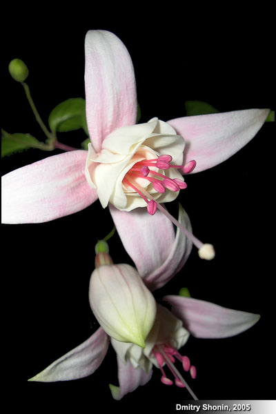 photo "Fuchsia 2" tags: macro and close-up, nature, flowers