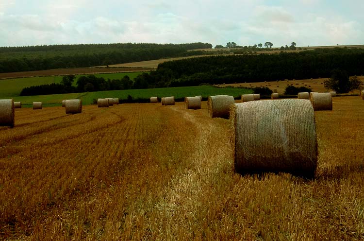 фото "a summer field" метки: пейзаж, лето