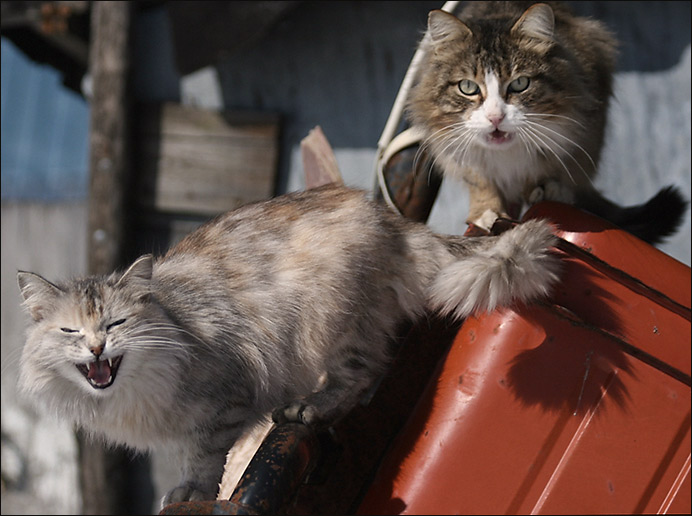 photo "Spring song" tags: nature, still life, pets/farm animals