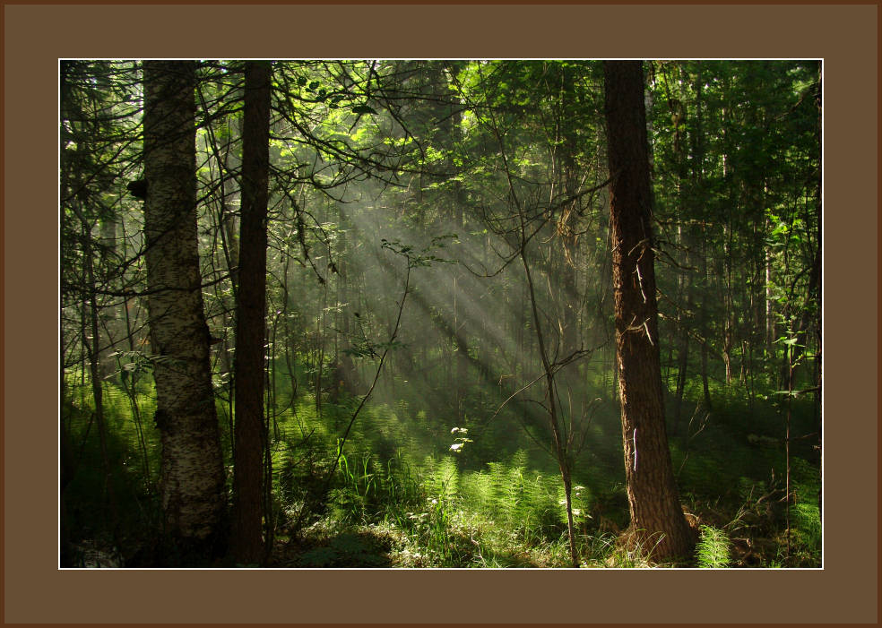 фото "forest..." метки: пейзаж, лес