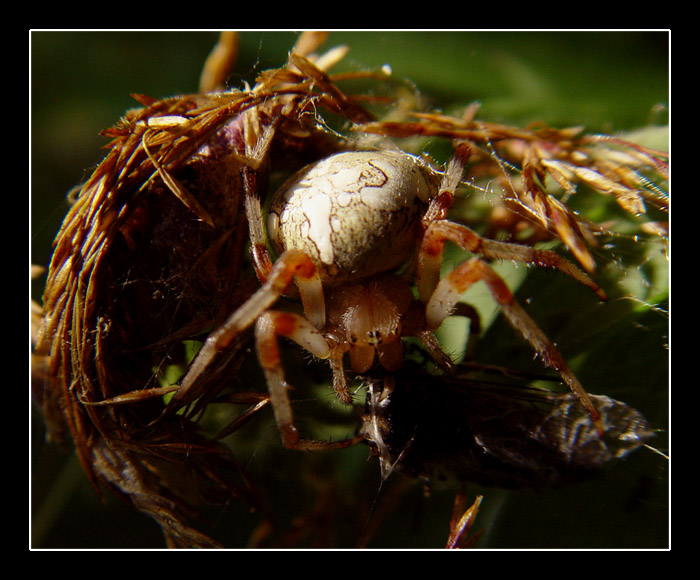 photo "In duck blind..." tags: nature, macro and close-up, insect