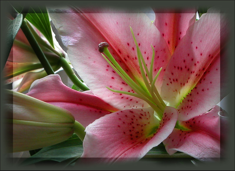 photo ">*<" tags: nature, macro and close-up, flowers