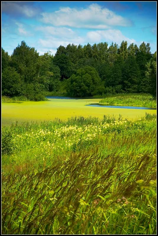 фото "*" метки: разное, пейзаж, лето