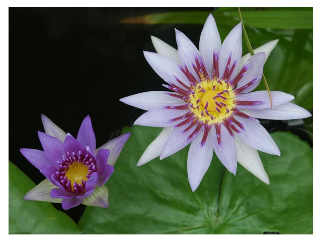 photo "Lilly Family" tags: nature, travel, flowers