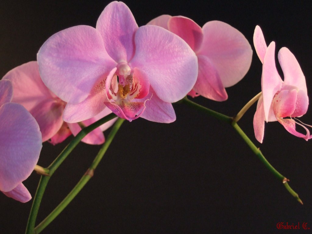 фото "Orchidйe" метки: природа, макро и крупный план, цветы