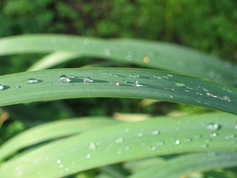 photo "After rain" tags: nature, flowers