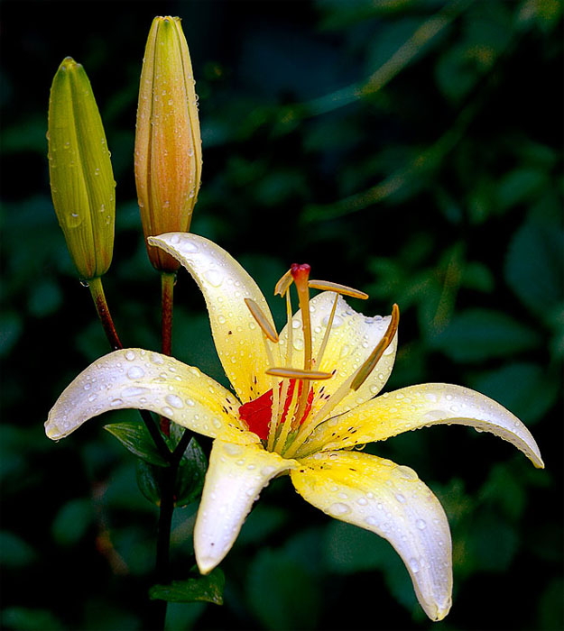 photo "Tender rain will rustle on a grass..." tags: nature, macro and close-up, flowers