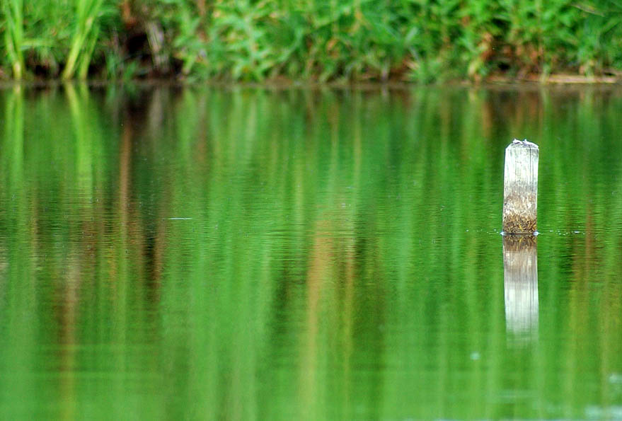 фото "The green mirror..." метки: пейзаж, природа, вода