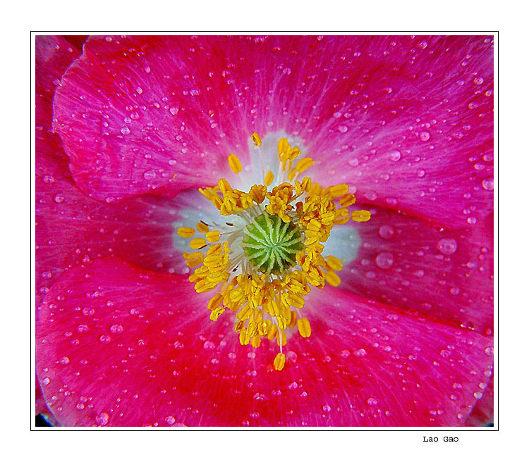 photo "poppy" tags: nature, macro and close-up, flowers