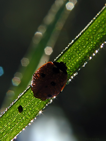 photo "Ladybird in stars" tags: nature, insect