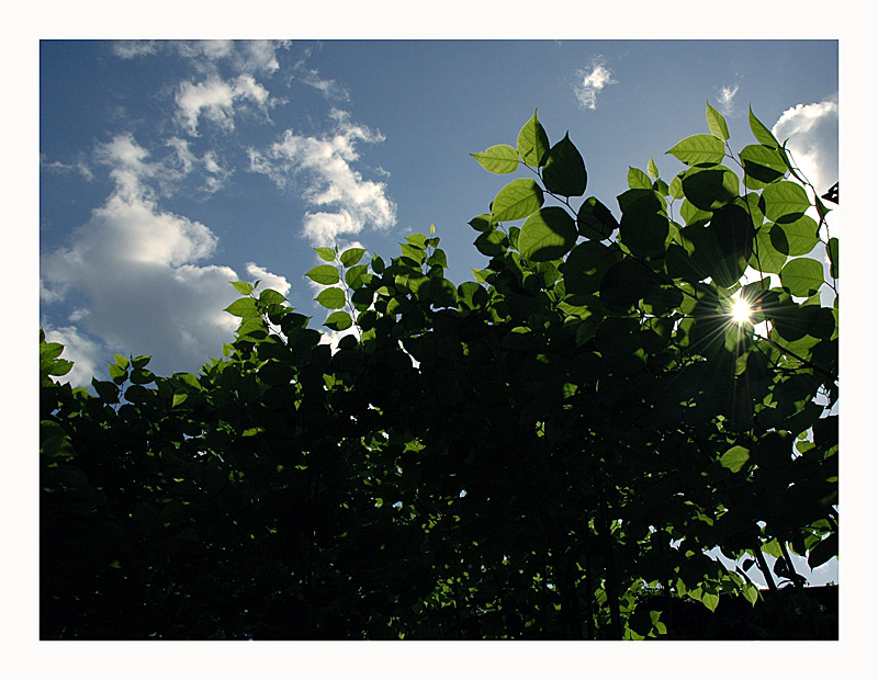 photo "Through Leaves" tags: landscape, montage, forest