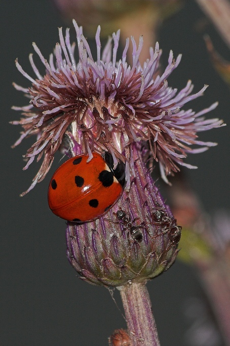 photo "Not a pleasant meeting" tags: macro and close-up, nature, insect