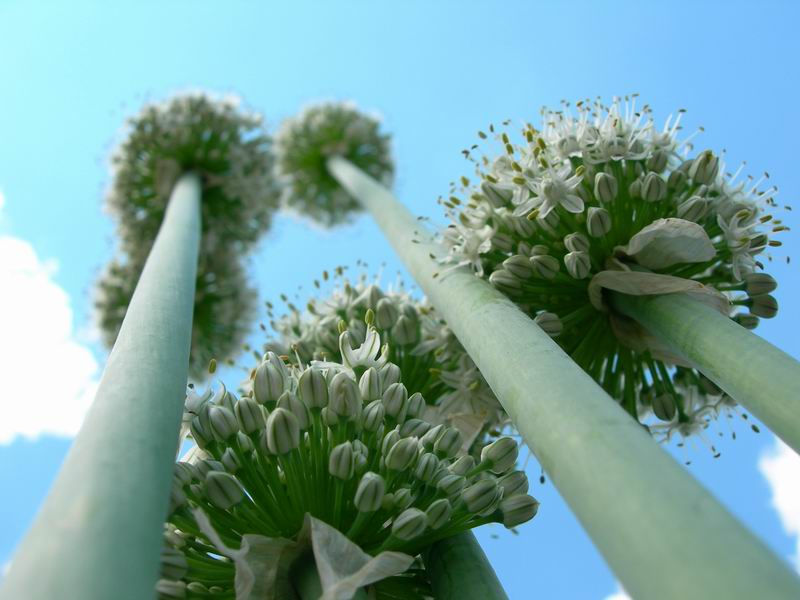 photo "the onions" tags: nature, flowers