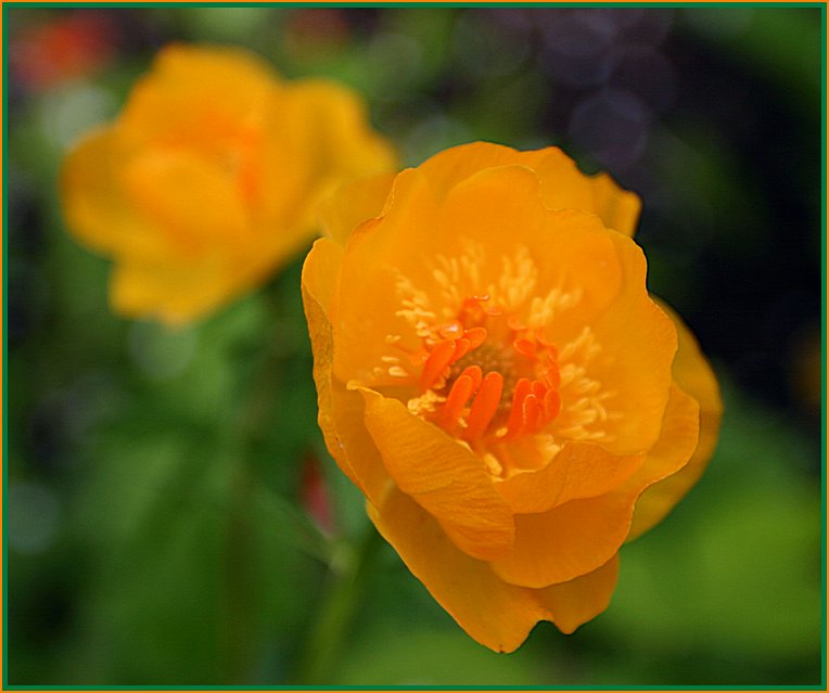 photo "Little Sun For Memory :)" tags: nature, macro and close-up, flowers