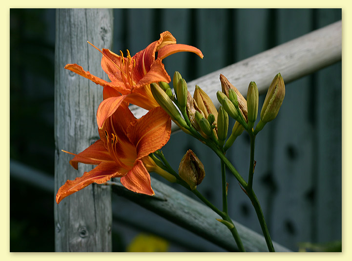 photo "Pair" tags: nature, flowers