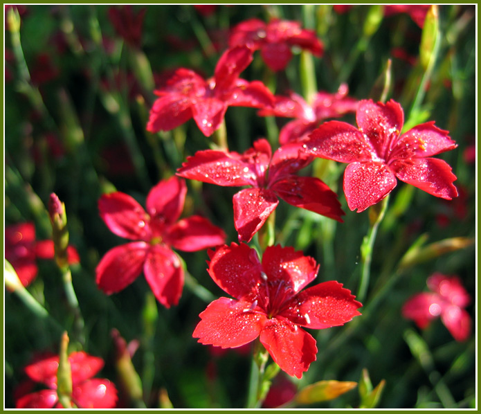 photo "To you.." tags: macro and close-up, nature, flowers