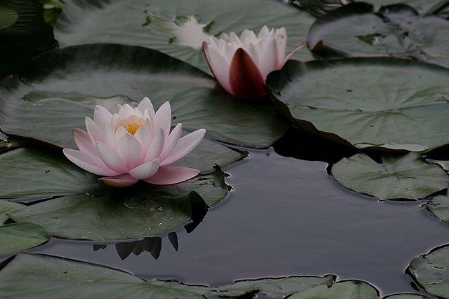 photo "***" tags: nature, flowers