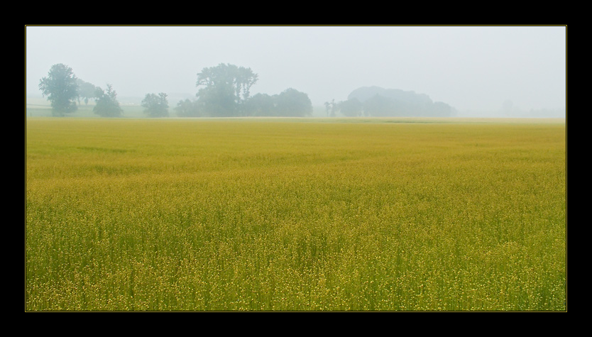 photo "Flax, my flax... (words from the forgotten song)" tags: nature, landscape, flowers, summer