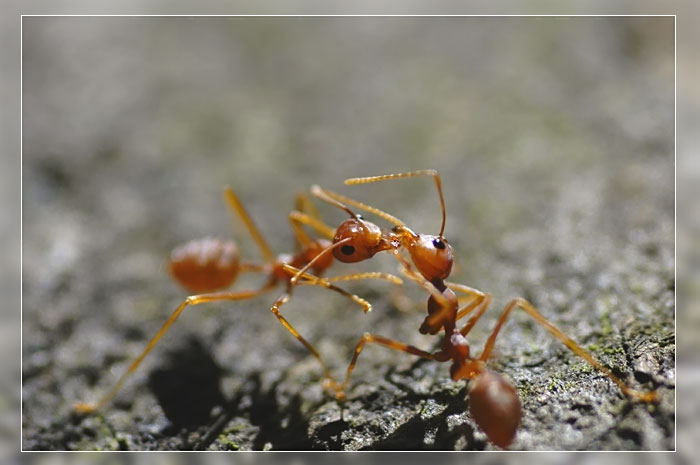 photo "one last kiss" tags: macro and close-up, nature, insect