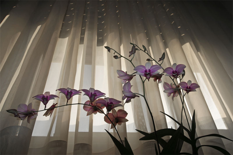 фото "Orchid on the window" метки: разное, 