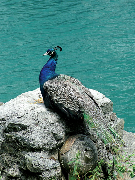 photo "Peacock" tags: nature, pets/farm animals