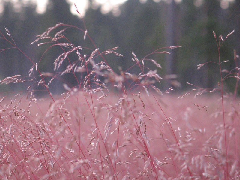 photo "On the site of fire" tags: landscape, macro and close-up, 