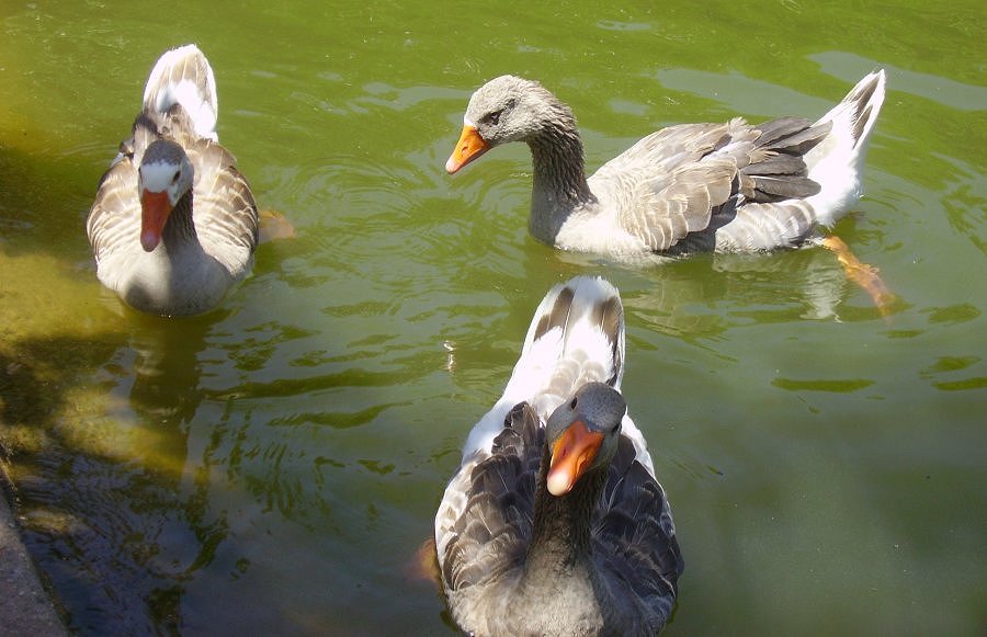 photo "Hello... how are you?" tags: nature, pets/farm animals