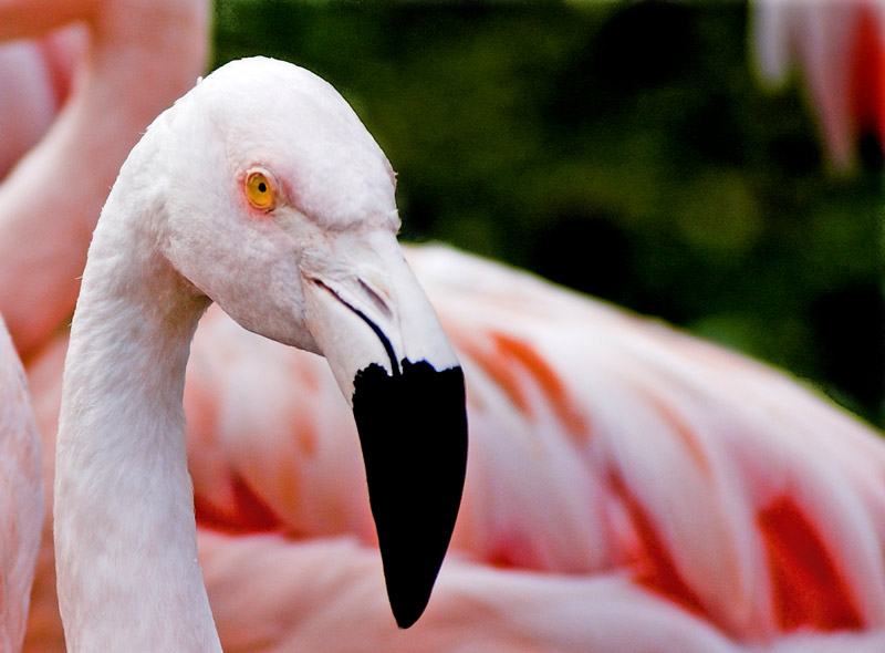 photo "Flamingo" tags: nature, wild animals