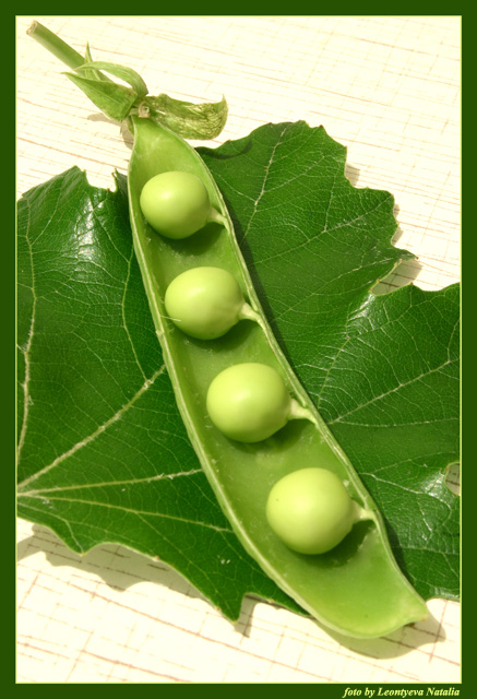 photo "Peas" tags: macro and close-up, still life, 